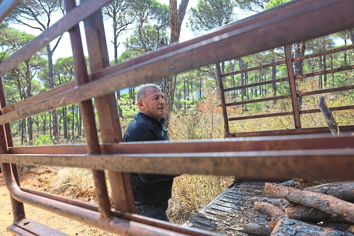 Nabil fills the trunk of his truck with freshly cut pine wood.