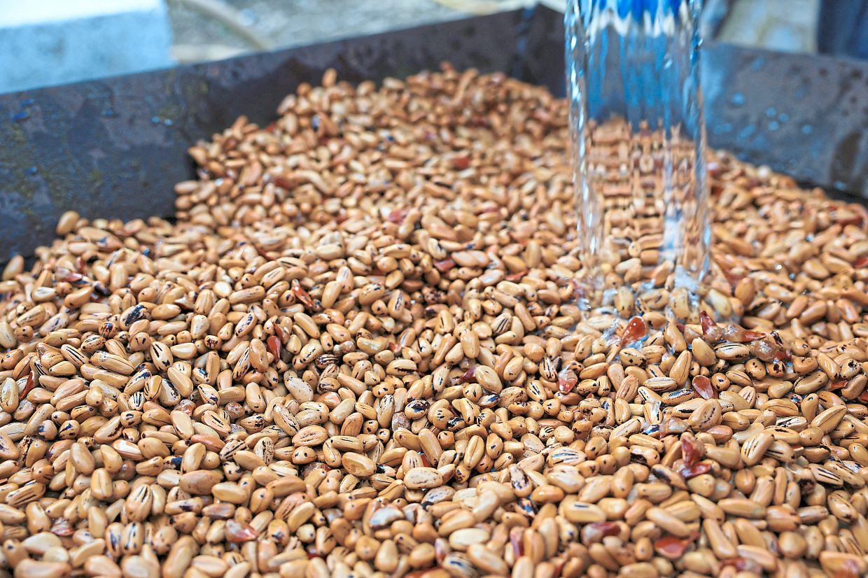 Water drips over pine fruits.