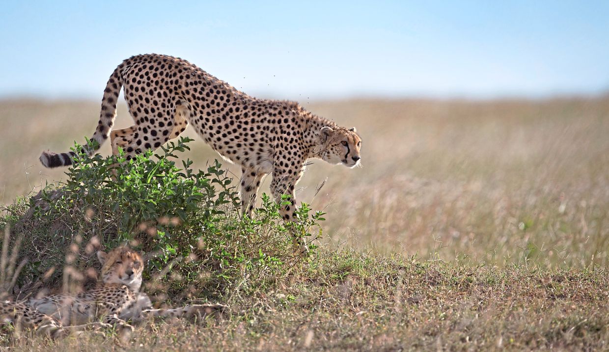 A sperm bank for cheetahs might one day save the fastest land animal