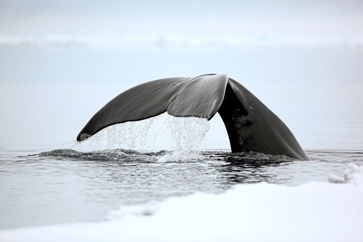 With lifespans over 200 years, what is the Bowhead whale's secret to long life?