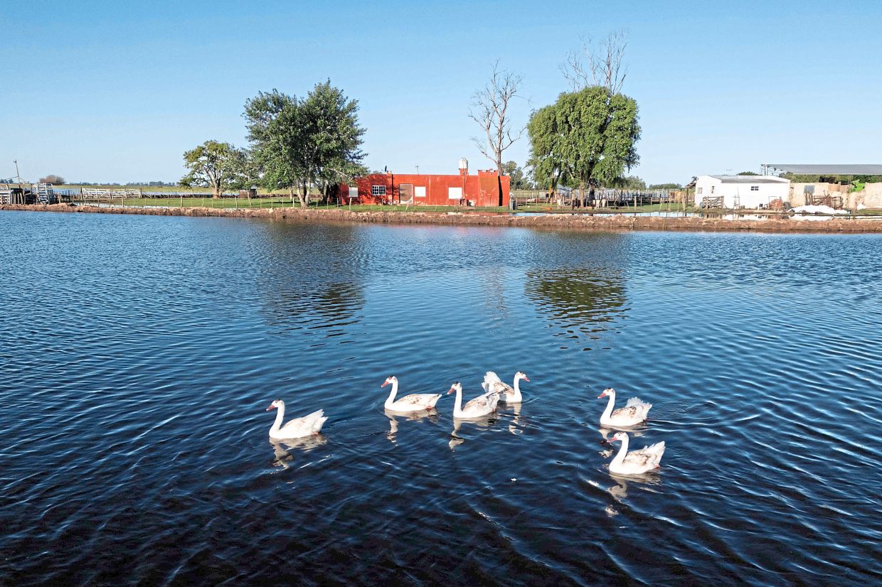 Record rains turn Argentina’s farm-filled Pampas plains to wetlands