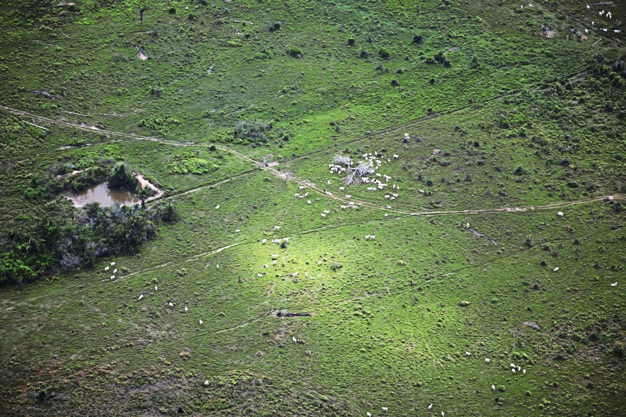 An aerial view shows cattle grazing in a field in the Amazon. — Reuters