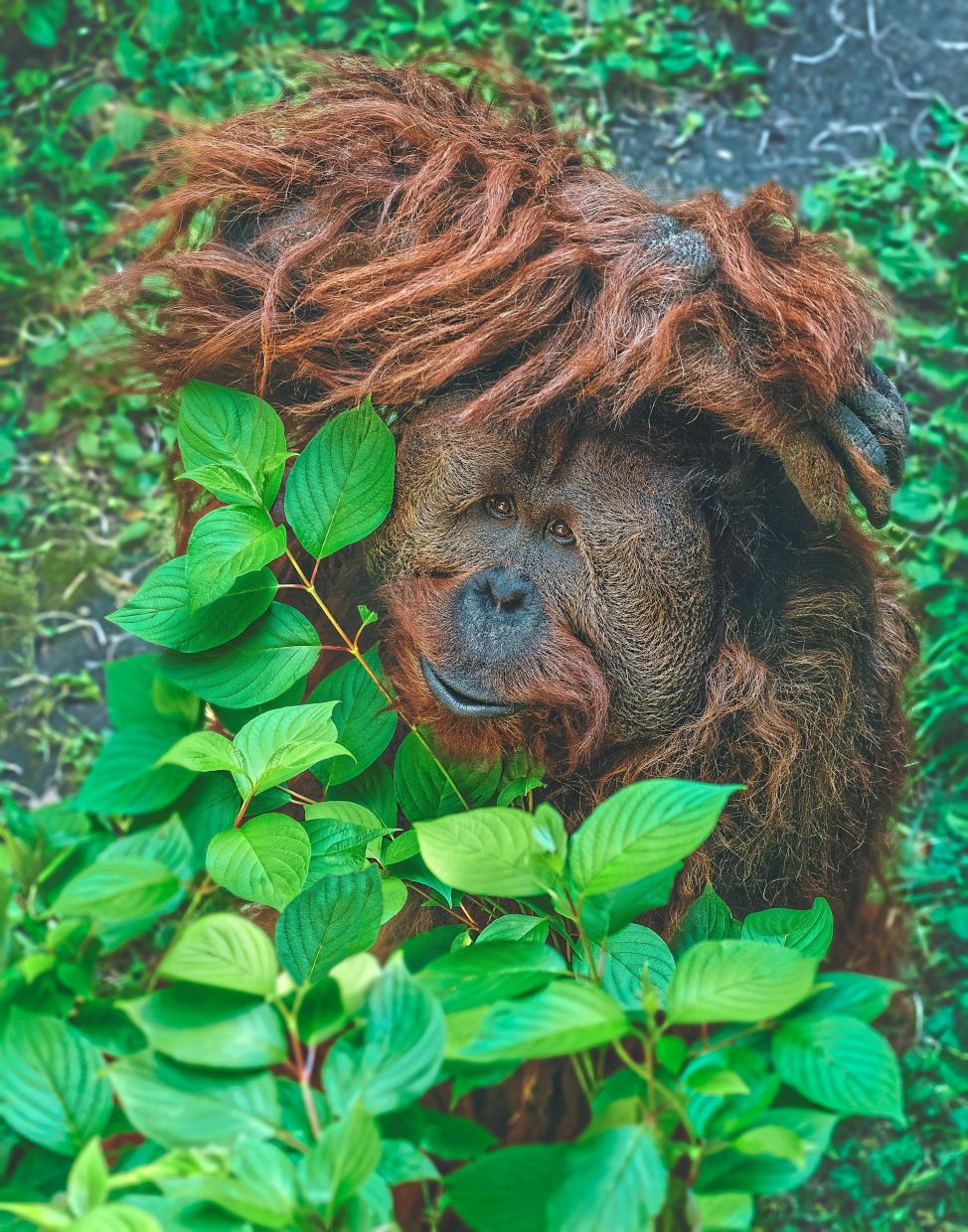 Animals use tools too