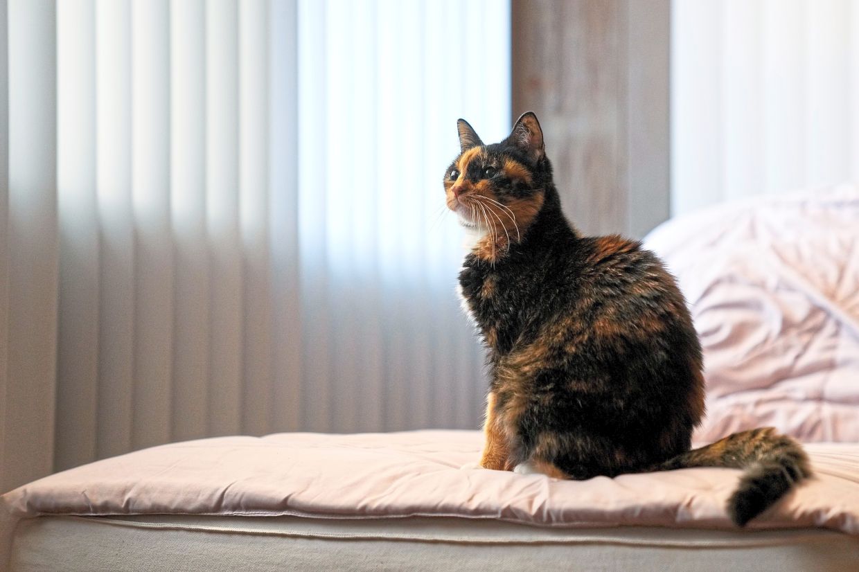 Planet-friendly pets: How to reduce the carbon pawprints of your pets