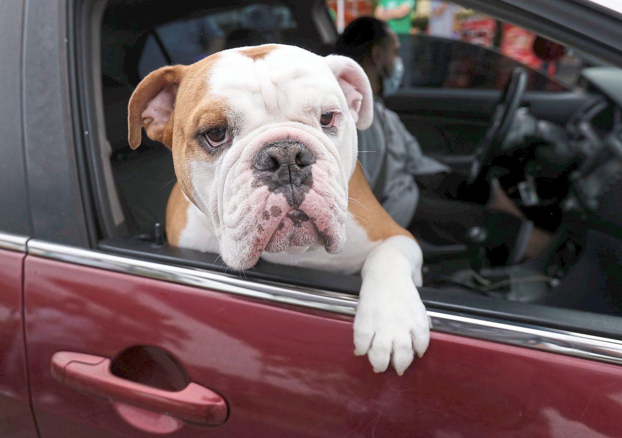 Zeus looks out of the car window as his owner picks up pet food at a Miami-Dade County Animal Services Department Drive-Thru Pet Food Bank, June 4, 2020, at Lake Stevens Park in Miami Gardens, Fla. — AP Photo/Wilfredo Lee