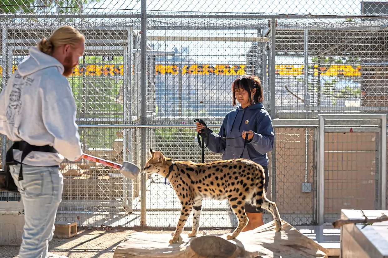 Barber (left) and Astilla lead a serval named Naomi back to her crate.