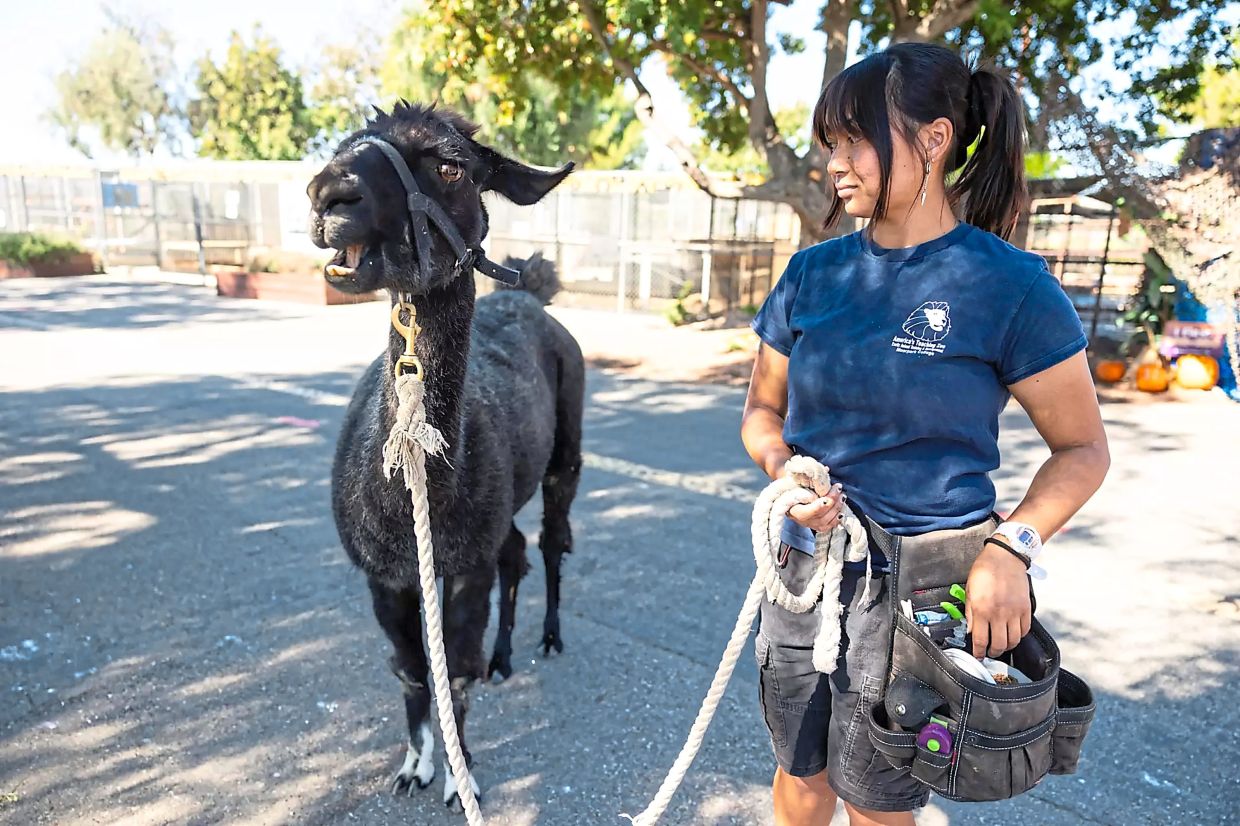 Astilla watches as a llama makes an alarm call at the Teaching Zoo.