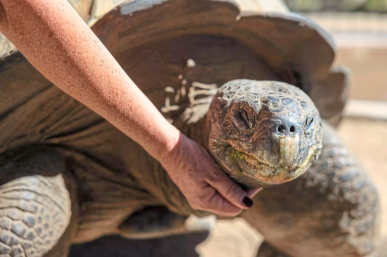 Rodriguez pets a 102-year-old Galapagos tortoise at the Teaching Zoo. 