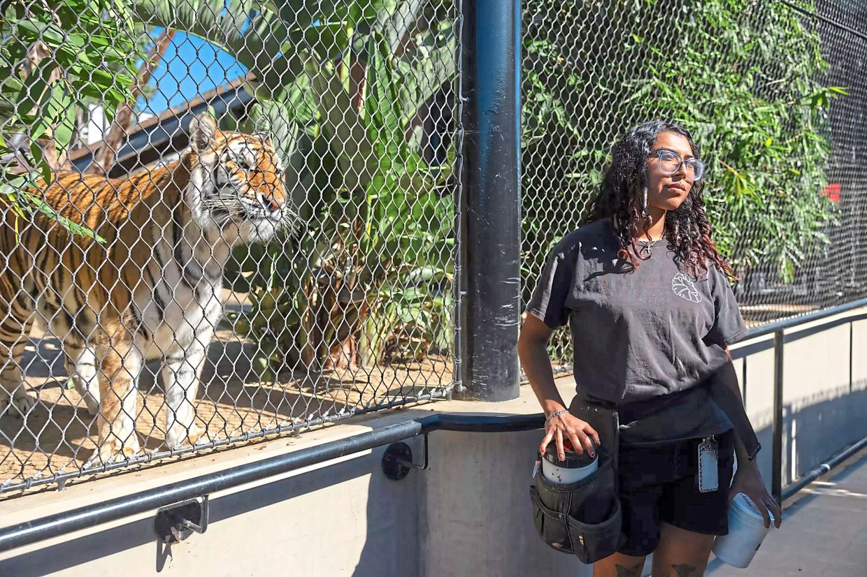 A tiger named Neil waits for food from student Serena Amaro at the school's Teaching Zoo.
