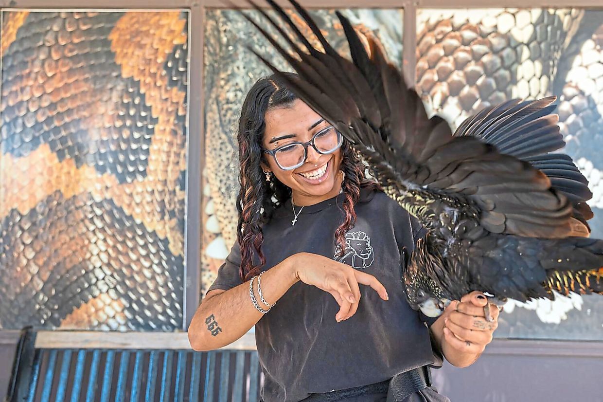 Tigers, a serval and a tortoise: Teaching zoo trains students for animal careers