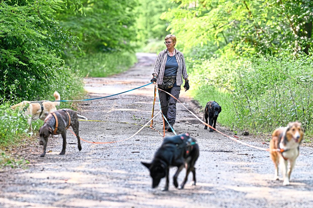 It's not just a walk in the park. Reddmann knows how easy it is to trip over so many leashes. 