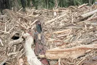 Planetary Health Matters: Sumatra floods are a wake-up call for Malaysia