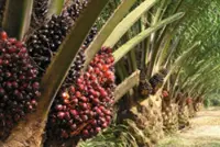 Kim Loong to set up palm oil mill in Sarawak