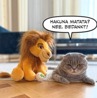 Meet Maximus, the Belgium Prime Minister's famous cat who is going viral