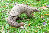 Demand for exotic pets drove wildlife crime to a record high in 2025: Interpol