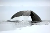 With lifespans over 200 years, what is the Bowhead whale's secret to long life?