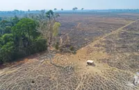 Cattle tagging is key to slowing deforestation in the Brazilian state of Para