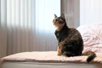 Planet-friendly pets: How to reduce the carbon pawprints of your pets