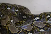 Labuan man finds python in toilet