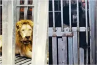 Thai authorities rescue two lions, three bears found caged at Cambodian casino near border