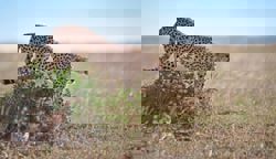 A sperm bank for cheetahs might one day save the fastest land animal