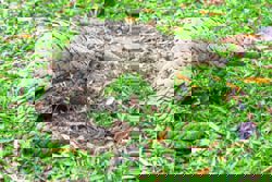 Demand for exotic pets drove wildlife crime to a record high in 2025: Interpol