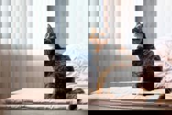 Planet-friendly pets: How to reduce the carbon pawprints of your pets