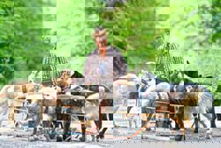 Inside the world of a dog walker: It's more than just walks in the park