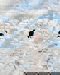 Whirl in white: Pantone’s 2026 Colour of the Year is a hue called Cloud Dancer