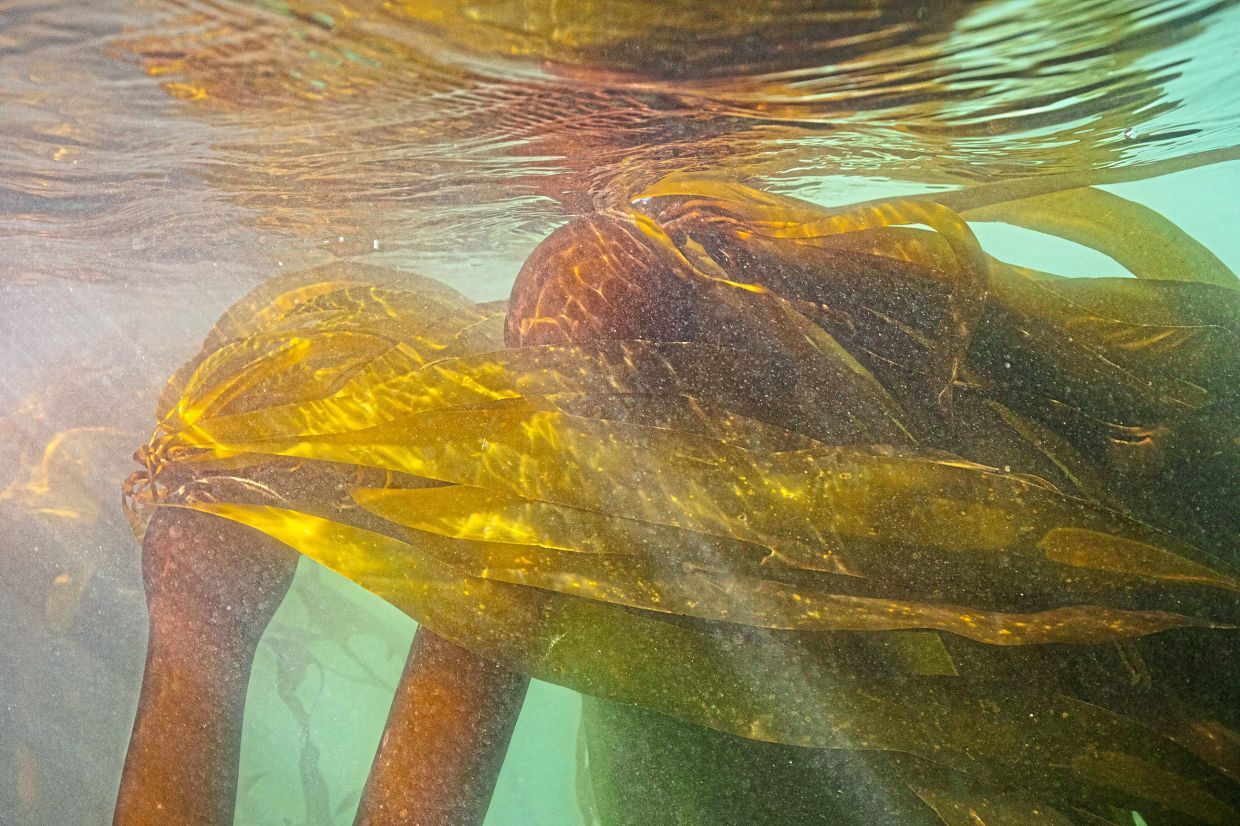 Reviving the forests of the sea