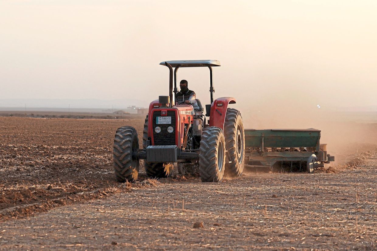 A farmer driving a tractor to plow land for wheat cultivation on the outskirts of Mosul, Iraq. Iraq has scaled back wheat planting and restricted rice cultivation as water shortages deepen amid one of its worst droughts in decades. — Reuters
