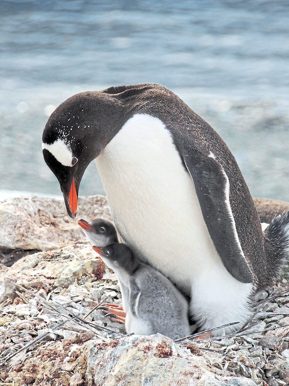 Penguins with chicks to take care of are said to take multiple 'micronaps' daily. 