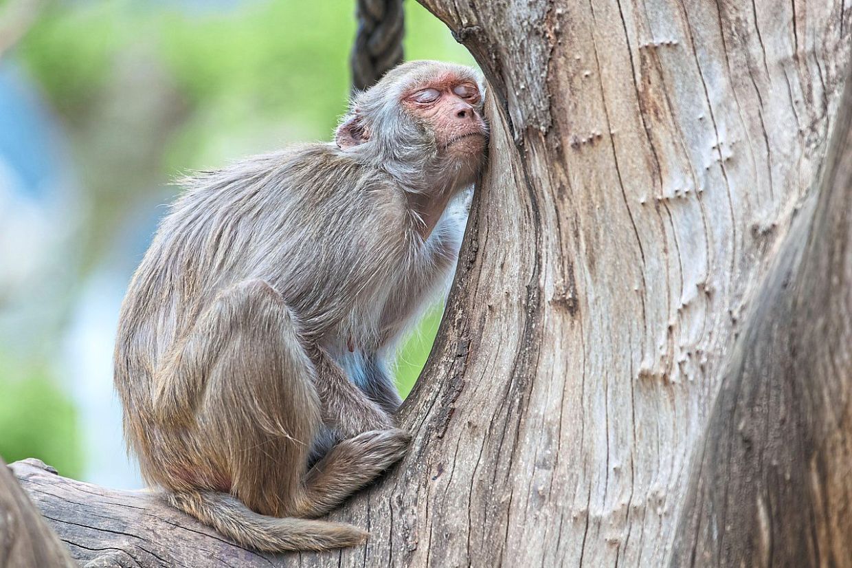 Most wild animals don't have the luxury of sleeping uninterrupted for a few hours each day.