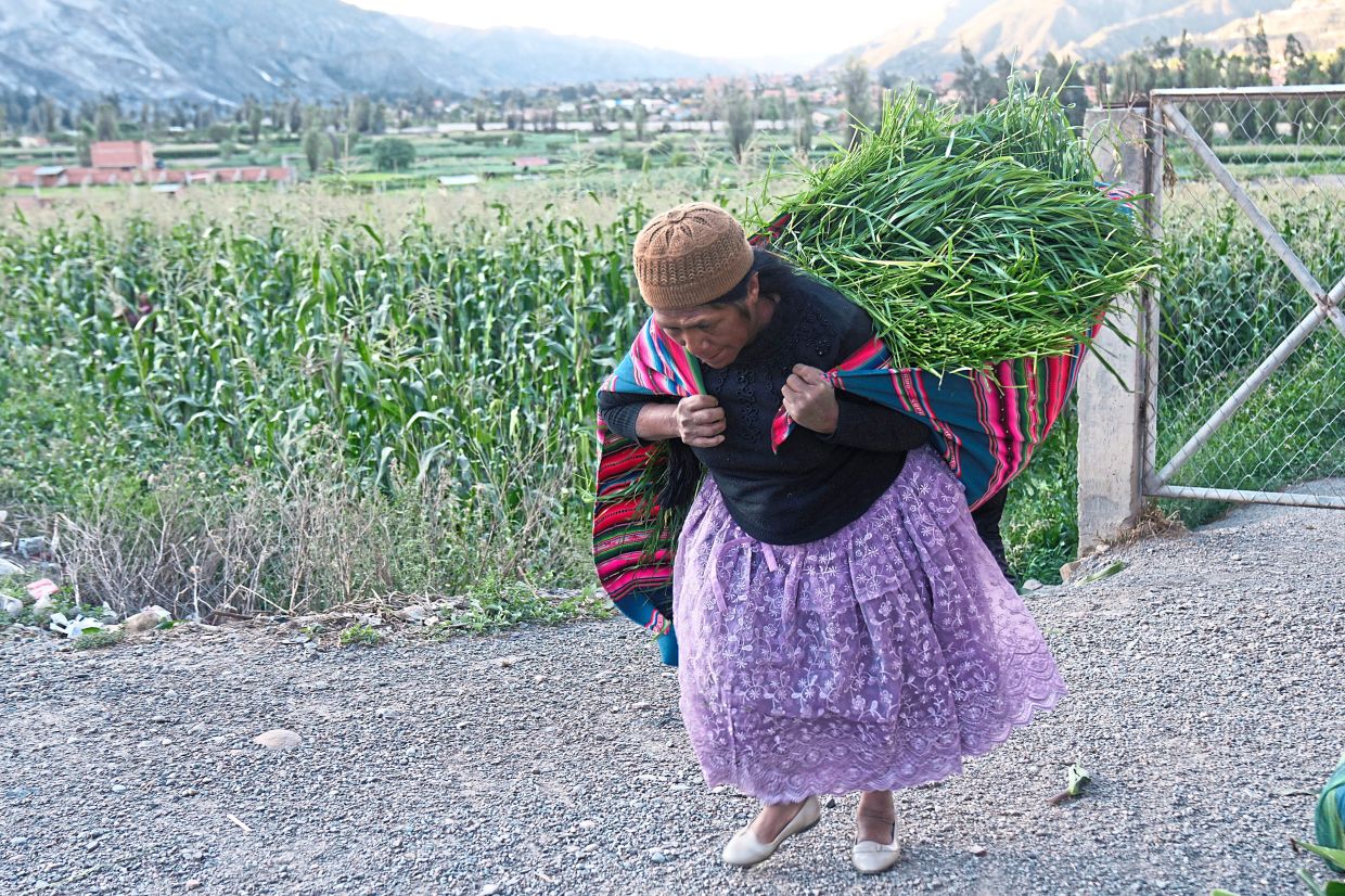 A woman carries grass to feed her cows in Palomar, Bolivia. 