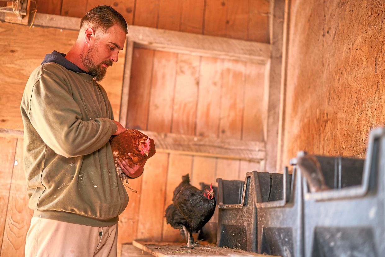Chickens in jail: Prisoners nurse sick poultry back to health in Germany