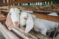 Community goat farm plans expansion, diversification