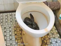 Man finds snake in toilet