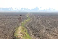 Iraq’s wheat dream fades