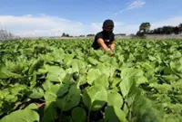 1.74 million people employed in agricultural sector