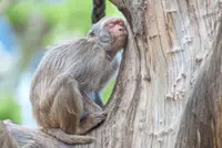 How some animals evolved extreme ways to sleep in dangerous environments