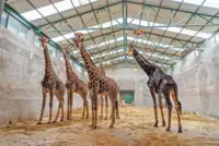 QuickCheck: Is it true that giraffes have black-purple tongues?