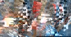 'Avatar: Fire And Ash' review: Good to be back in blue