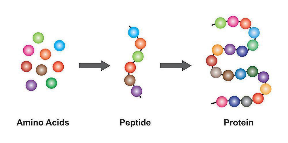 How peptides can help in overall wellness