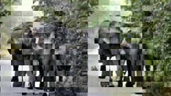 QuickCheck: Did a herd of elephants march back into the forest after a ‘stern warning’ from Perhilitan members?