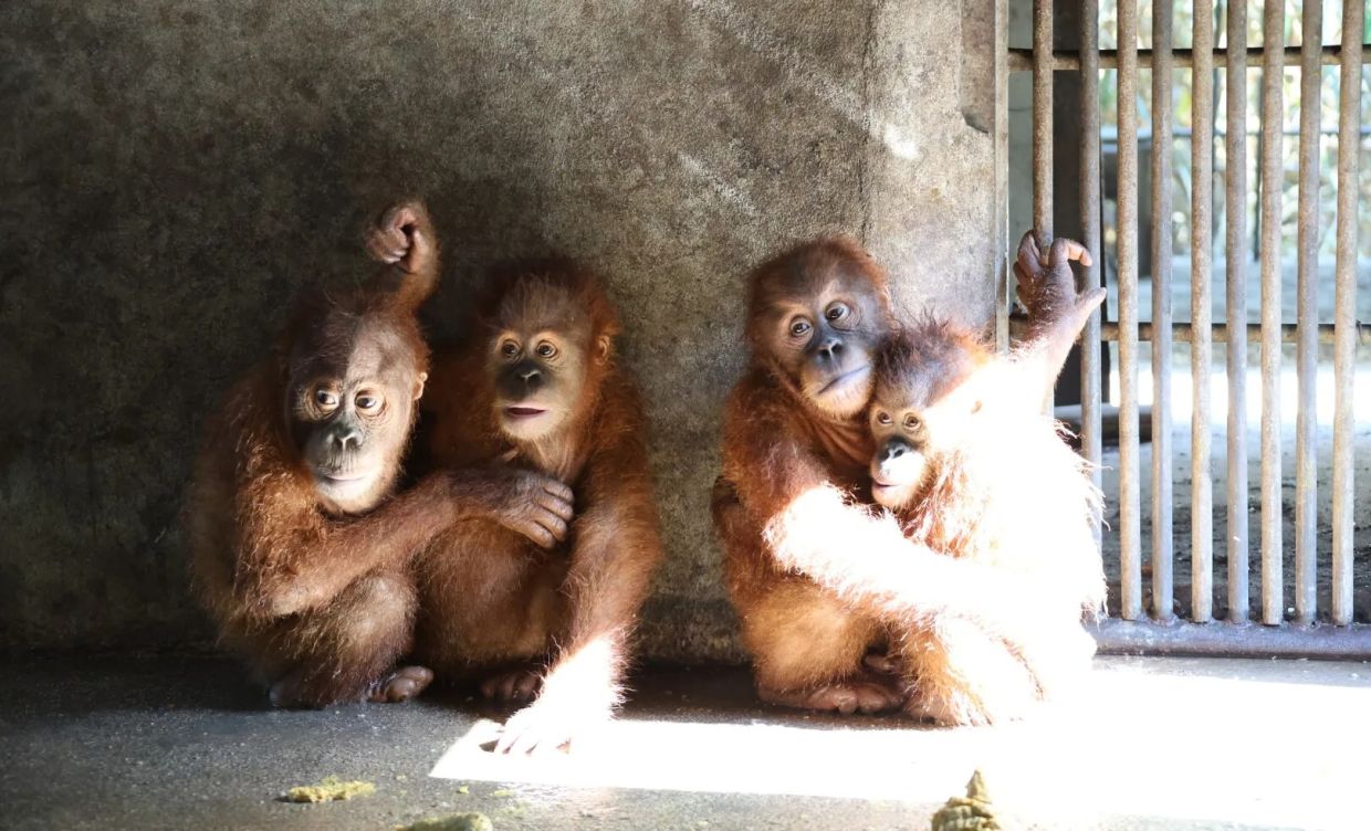 Saved from sure death - Indonesia repatriates four orangutans from illegal wildlife trafficking