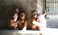 Saved from sure death - Indonesia repatriates four orangutans from illegal wildlife trafficking