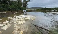 Mass fish deaths after diesel spill at Vietnam's oil depot, fields and rivers contaminated