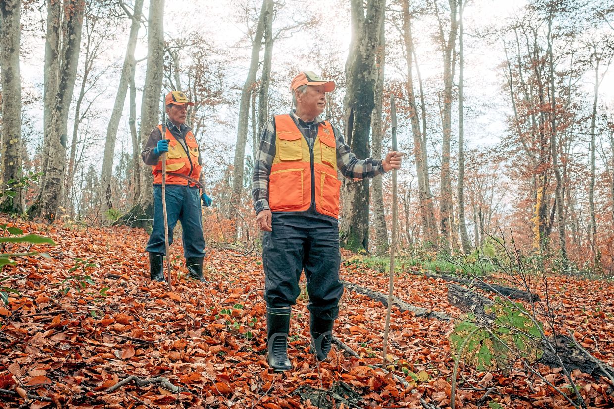 Masaru Ito (left) and Suzuki, traditional hunters known as matagi, roaming the forests of the Akita region in Akita prefecture. — Kentaro Takahashi/The New York Times