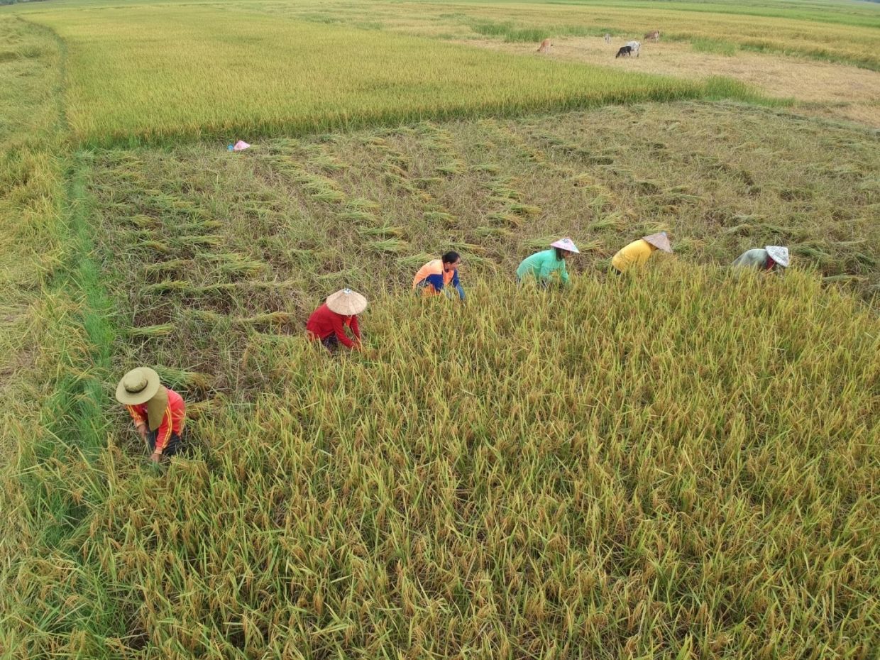 Laos provides US$1.93mil to farmers and boosts sustainable rice and vegetable farming