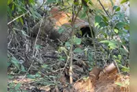 To protect deminers, Cambodia suspends clearance operations